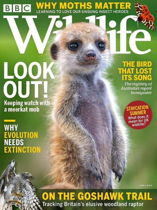 Cover image for BBC Wildlife Magazine